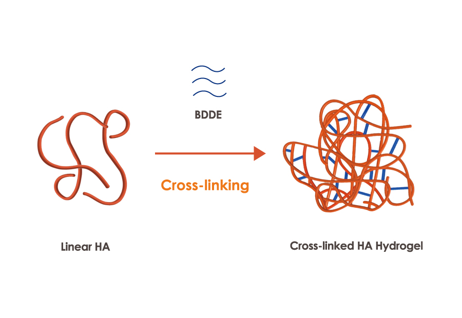ECHA cross-linking hyaluronic acid